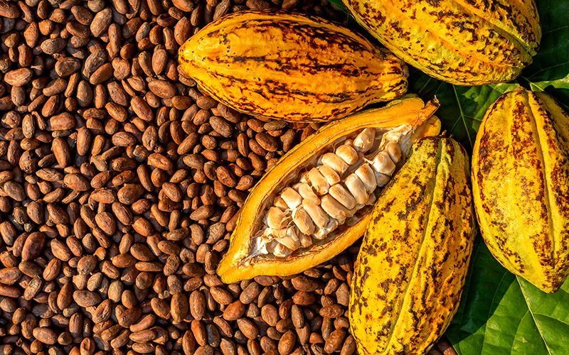 Cacao pods Africa