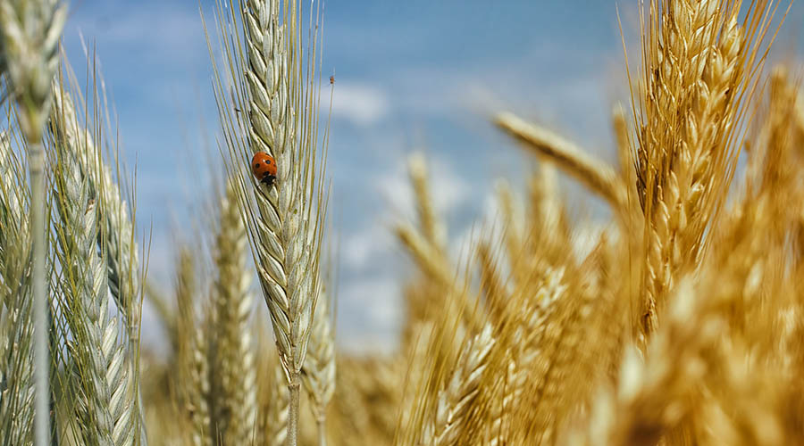 Helping Colombia meet the challenge of sustainable agriculture