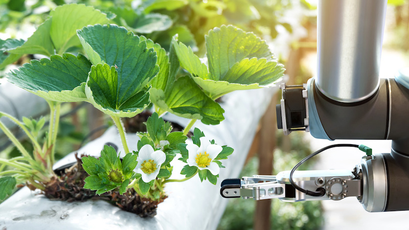 Robot harvesting strawberries