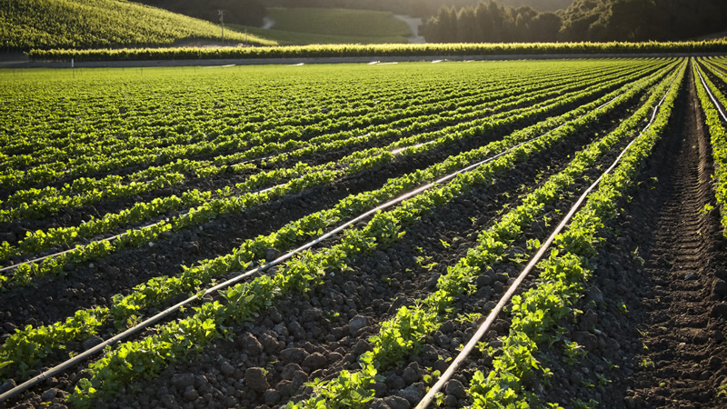 KTN are pleased to announce Round 1 Winners of the GCRF AgriFood Africa Innovation Award