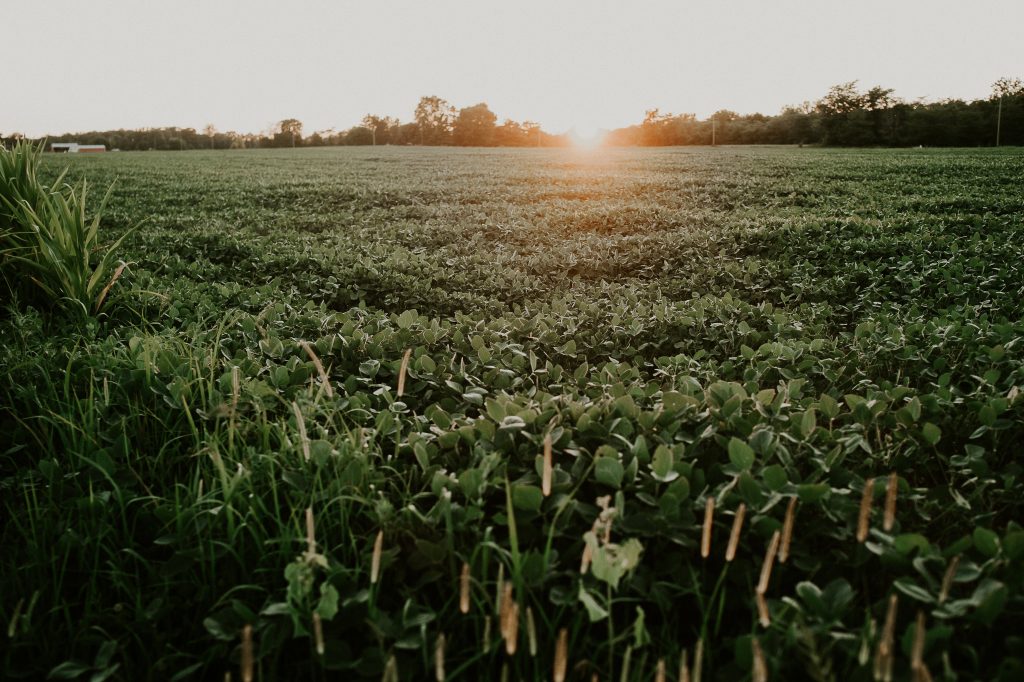 Accelerating Net Zero Chemical Manufacturing: Biomass to Chemicals