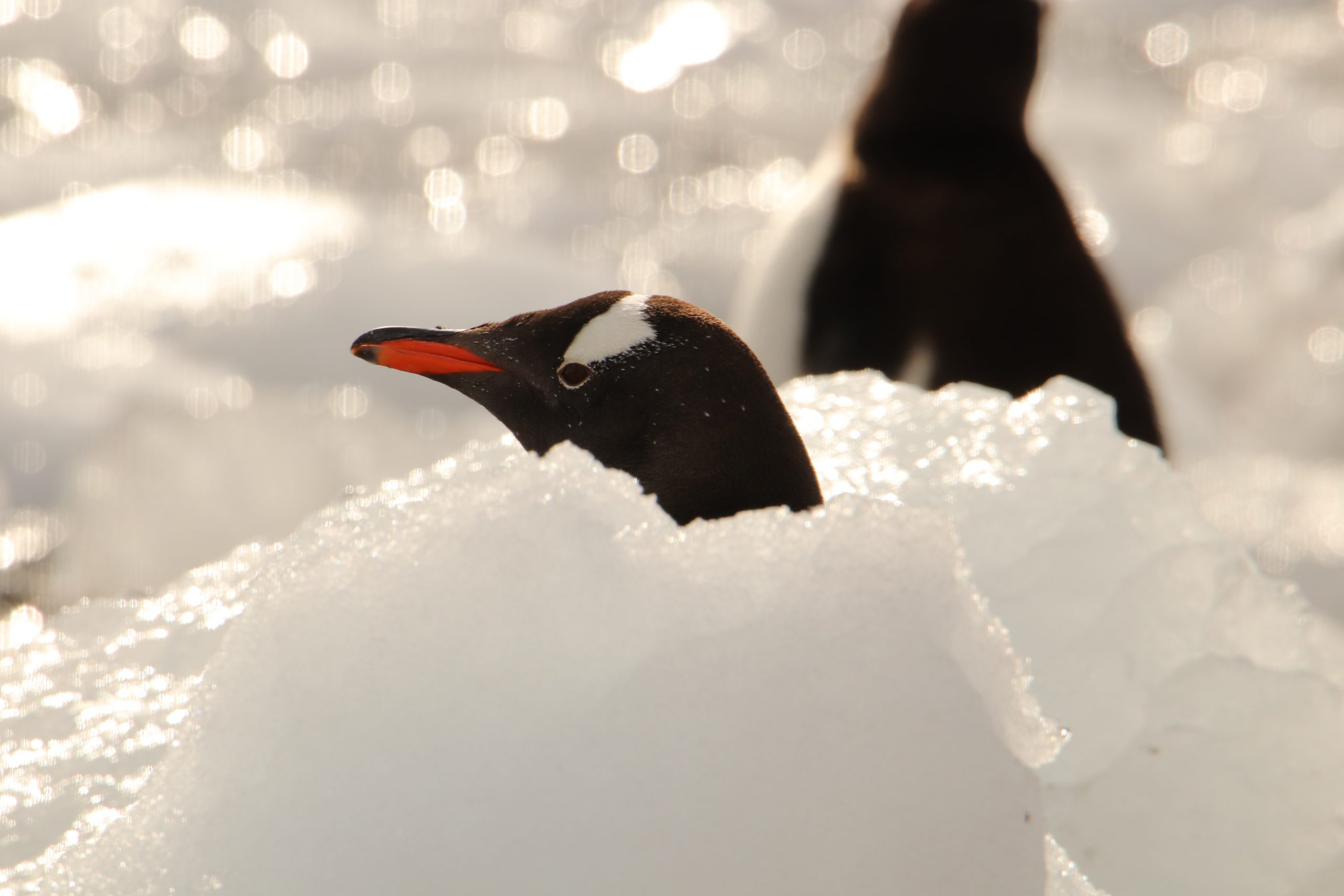 KTN is helping the British Antarctic Survey with a search for innovators