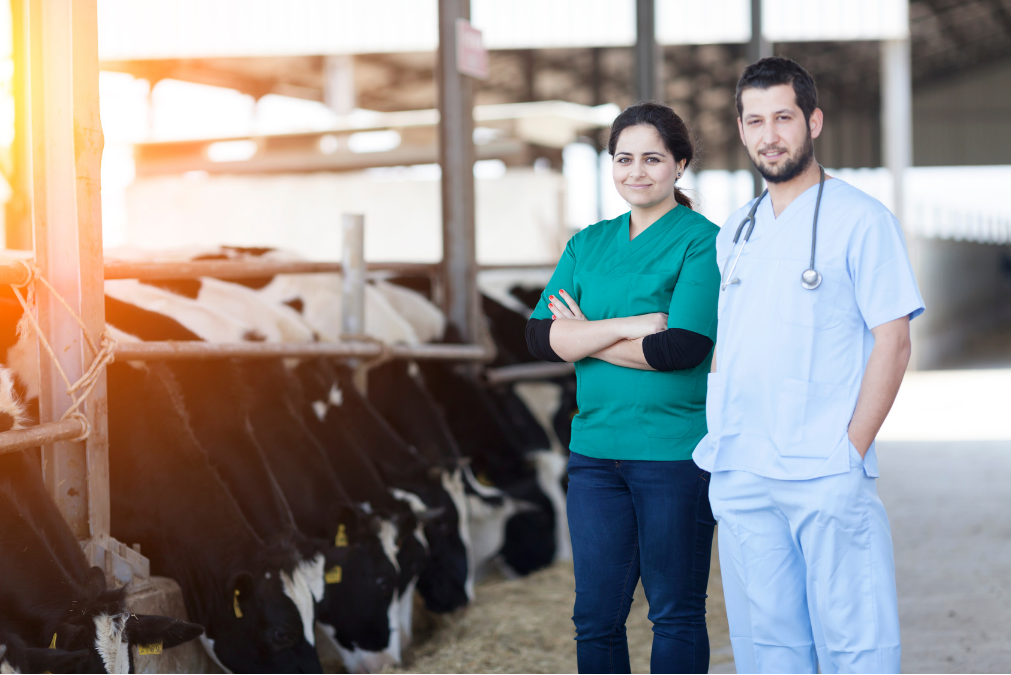 Farmer and vet with cows