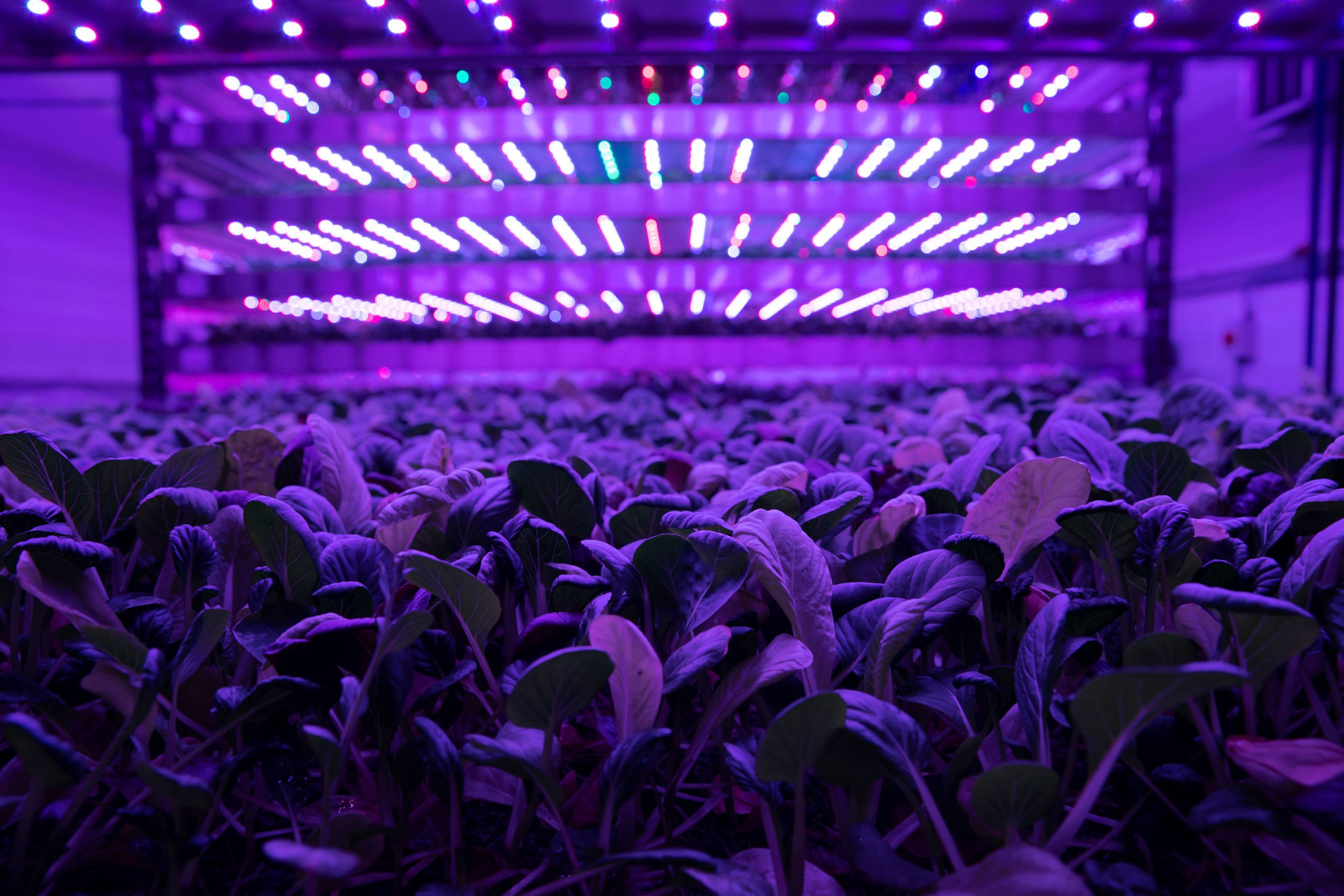 Pushing Vertical Farming Further with Robotics & AI