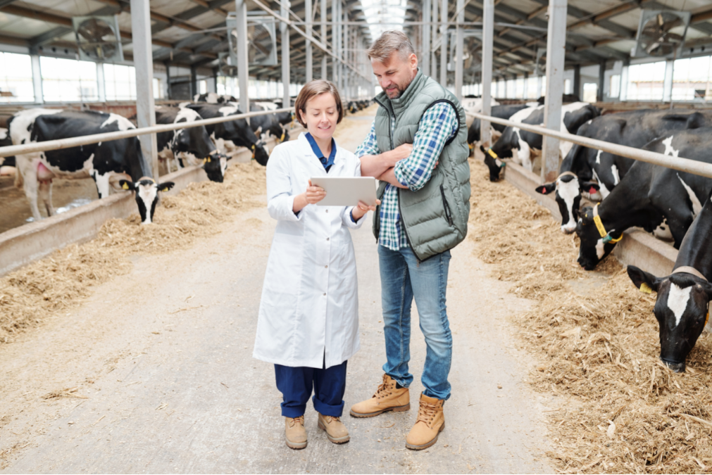 Farmer and vet in cow shed