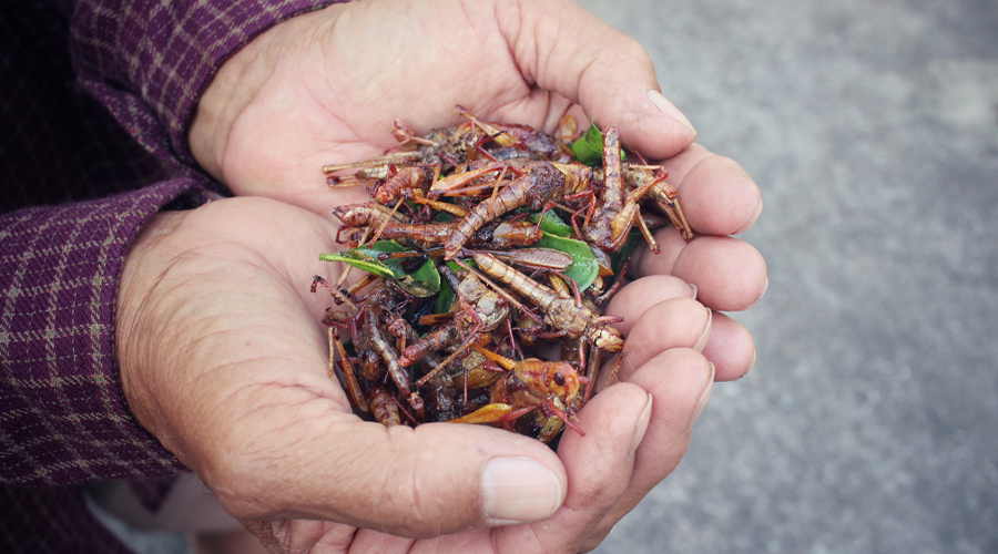 hand holding insects