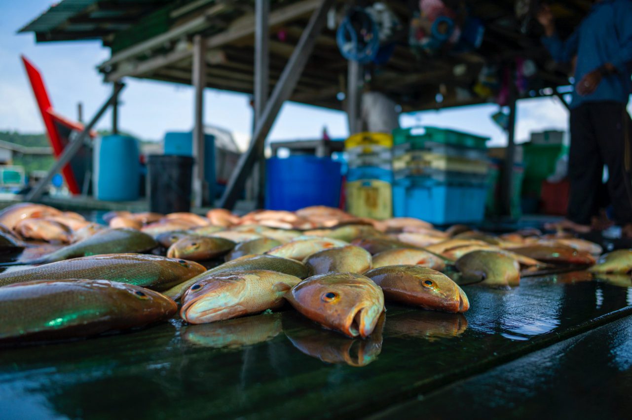 <strong>Nacarda:</strong> a collaboration between UK and Africa paves the way for aquaculture development in sub-Saharan Africa by uncovering skills gaps in training and education