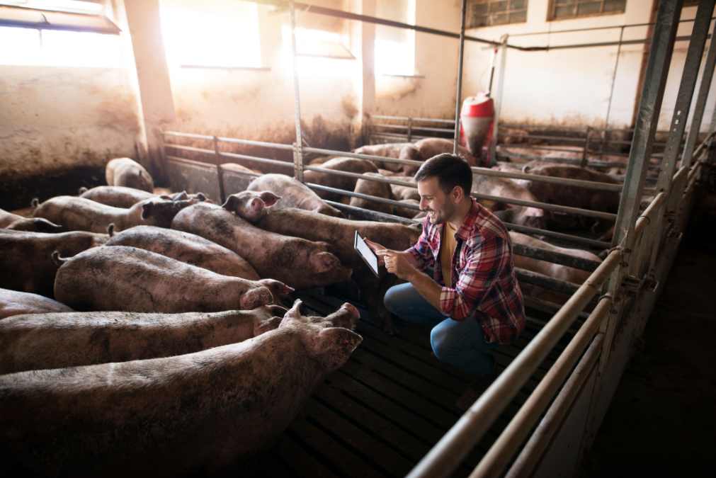 <strong>University of the West of England</strong>: Using machine vision technology to monitor animal wellbeing