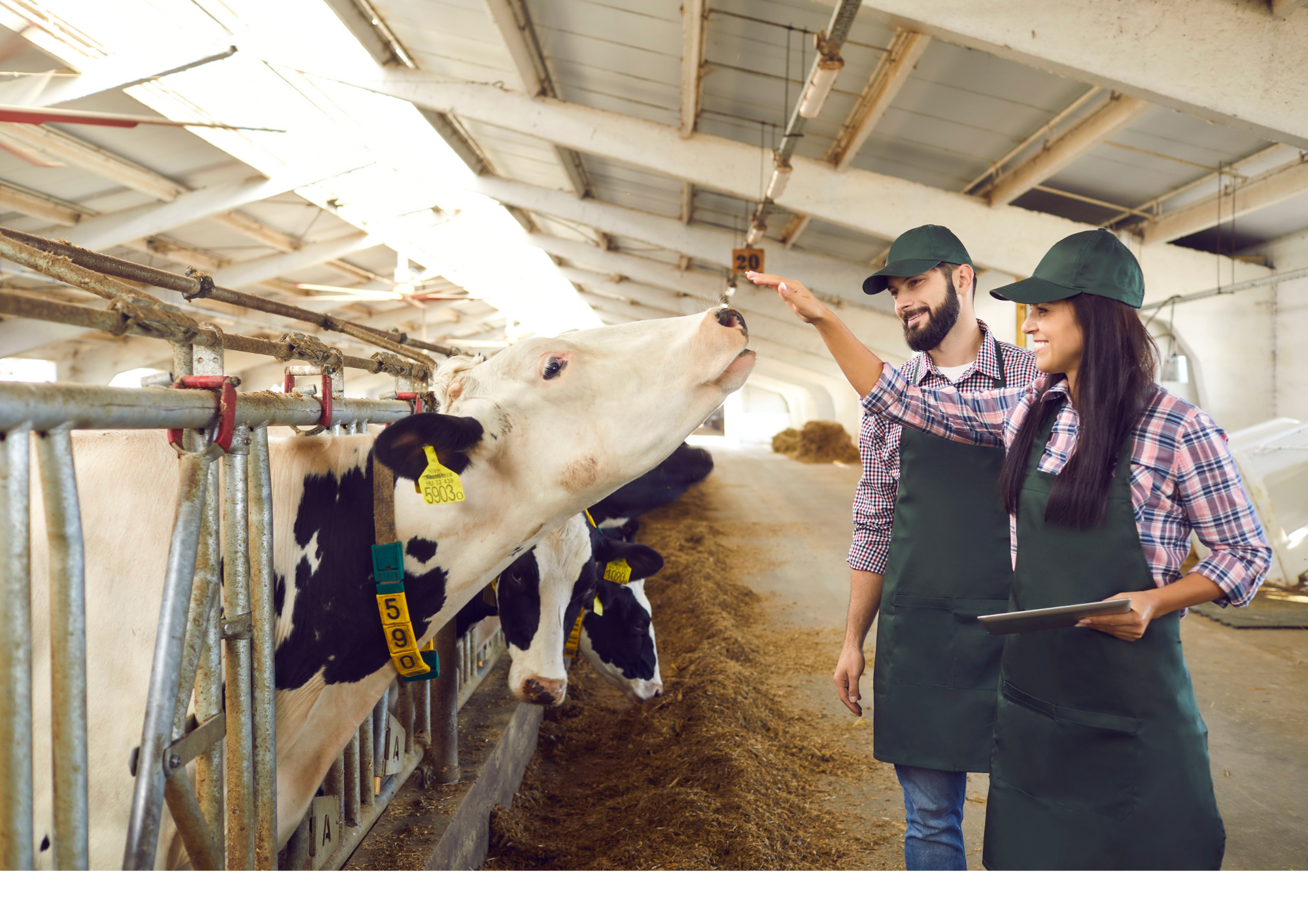 Cows in barn with farmers