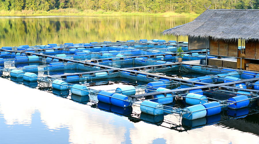 African Aquaculture: Challenges and Opportunities