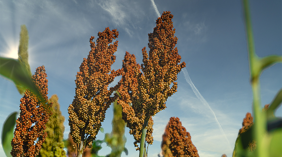 Breeding approaches for African Forgotten Foods