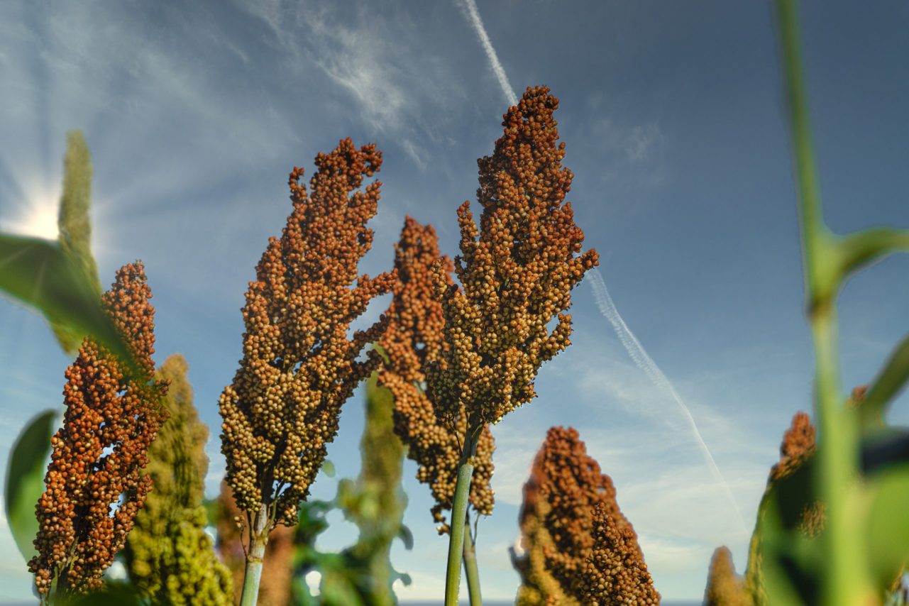 Collaboration between the UK and Africa to improve breeding of forgotten foods