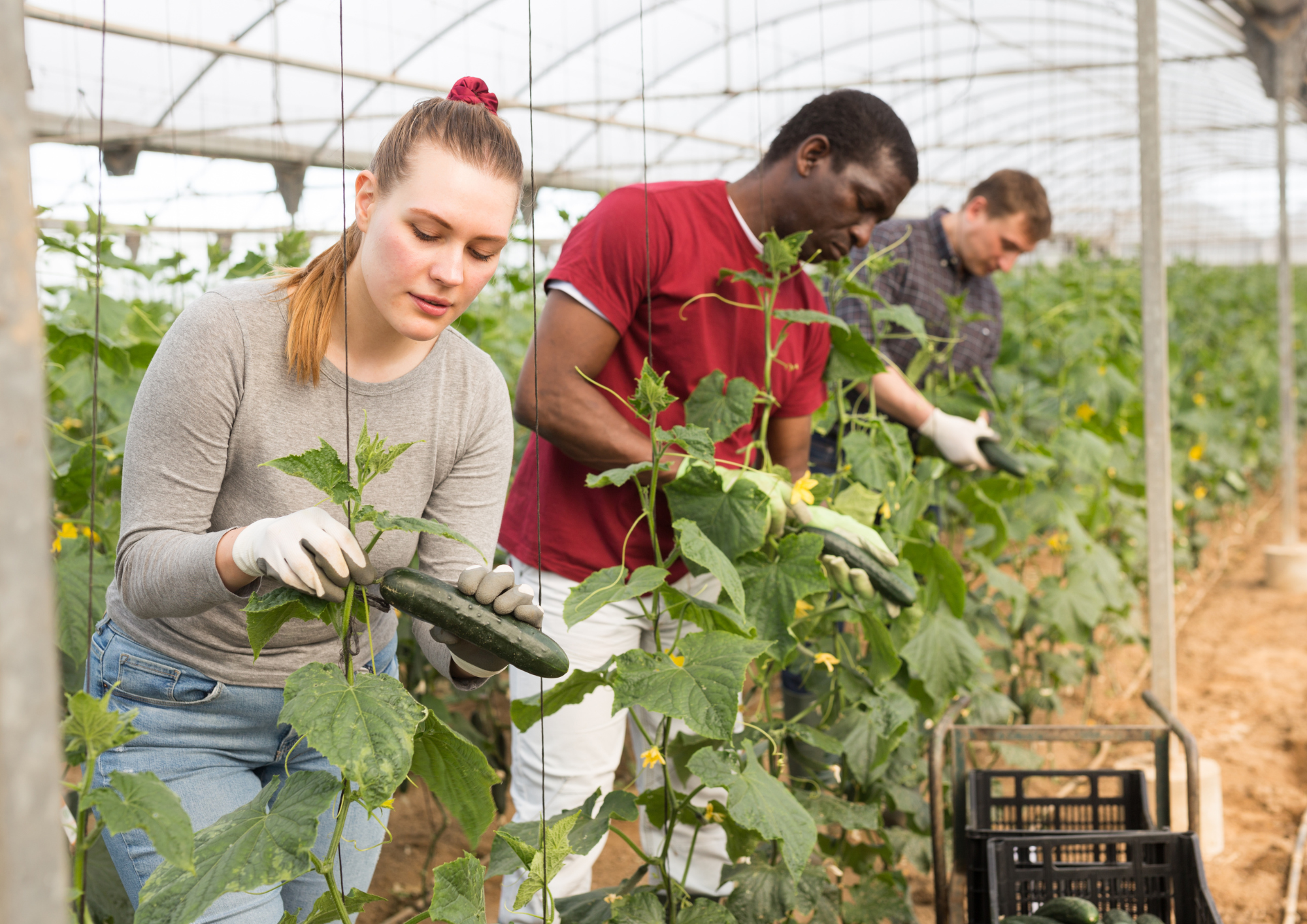 Food, Bioeconomy