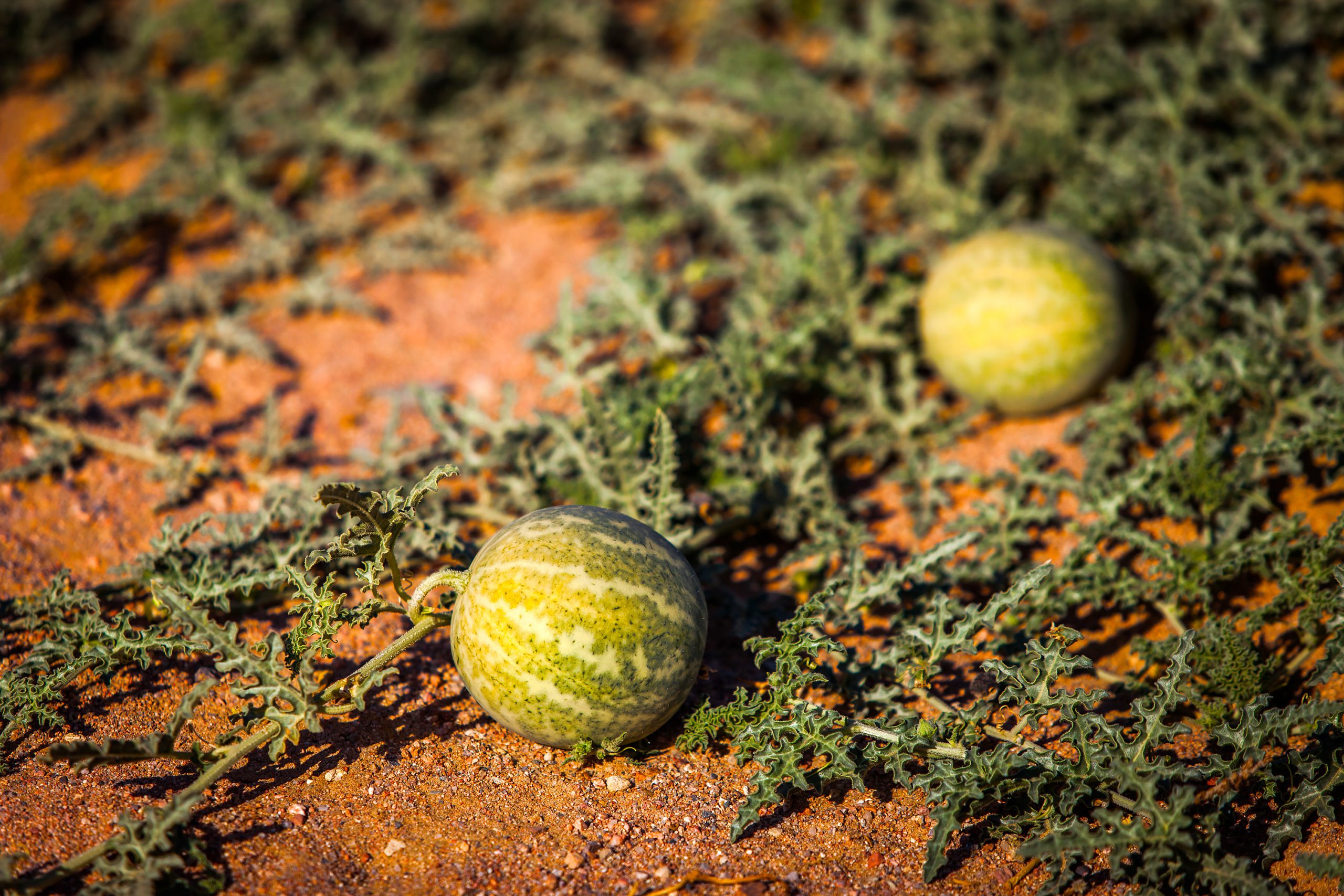 wild watermelons