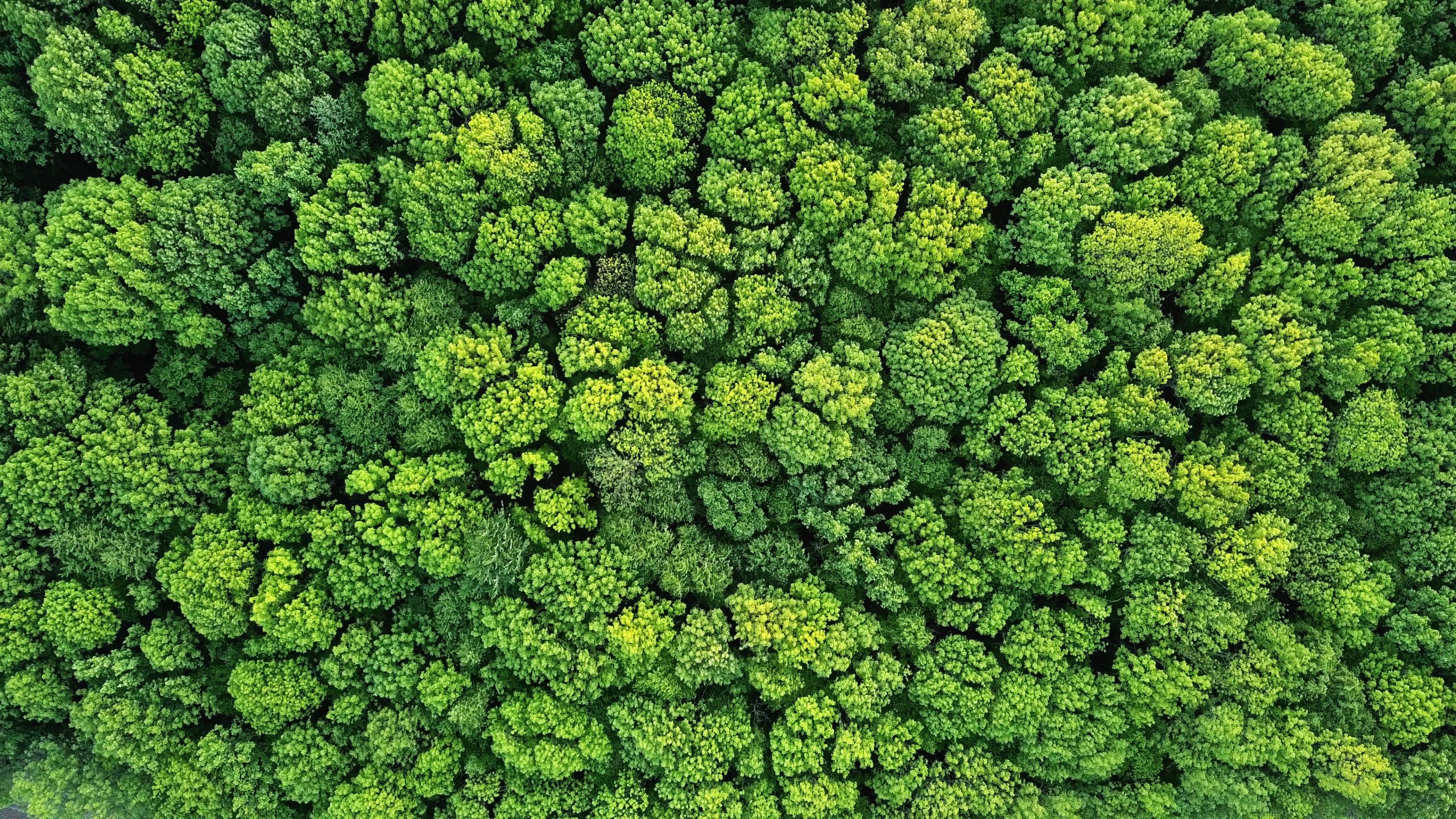 aerial view of green forest