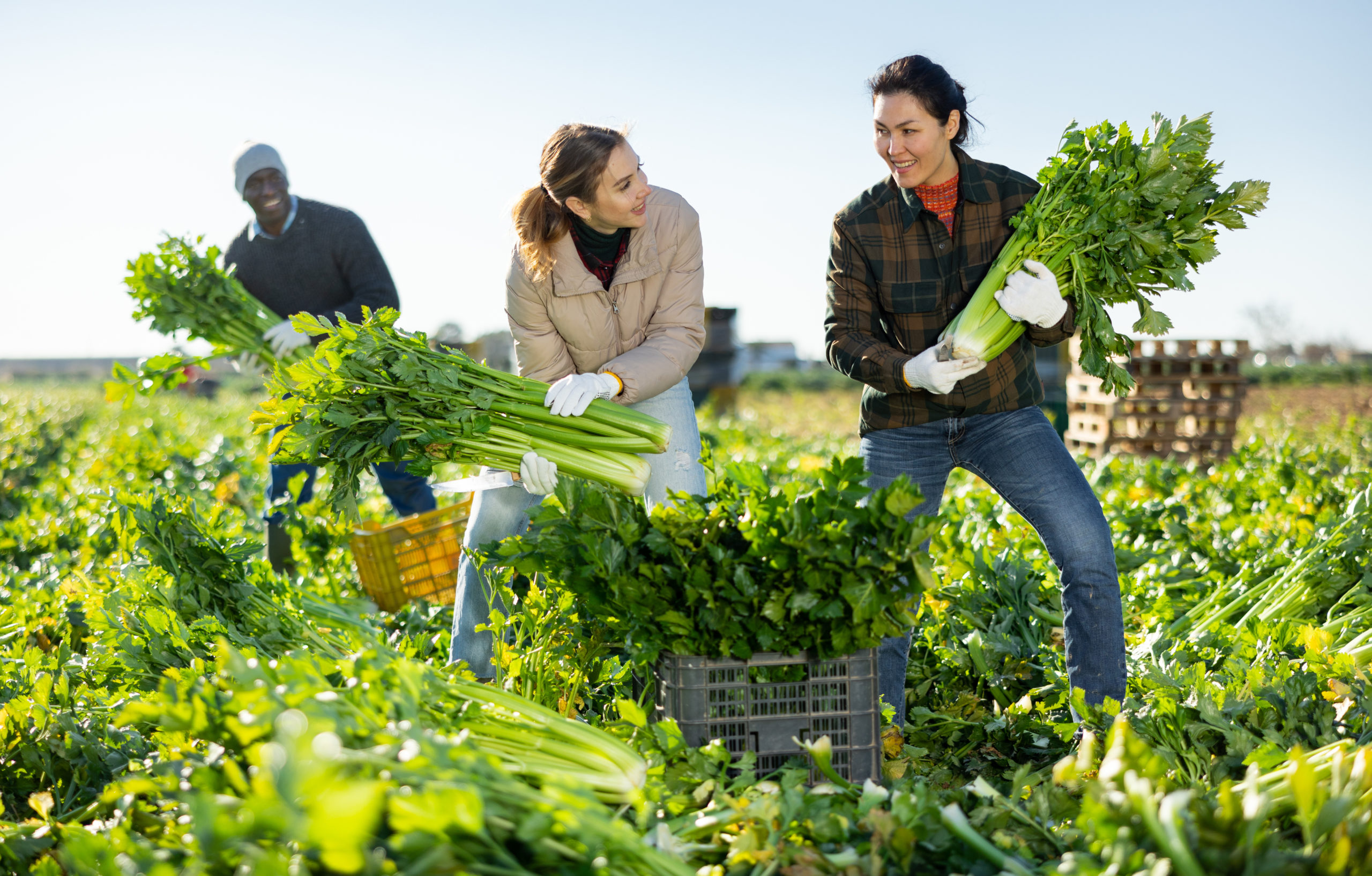 Farmers with crops