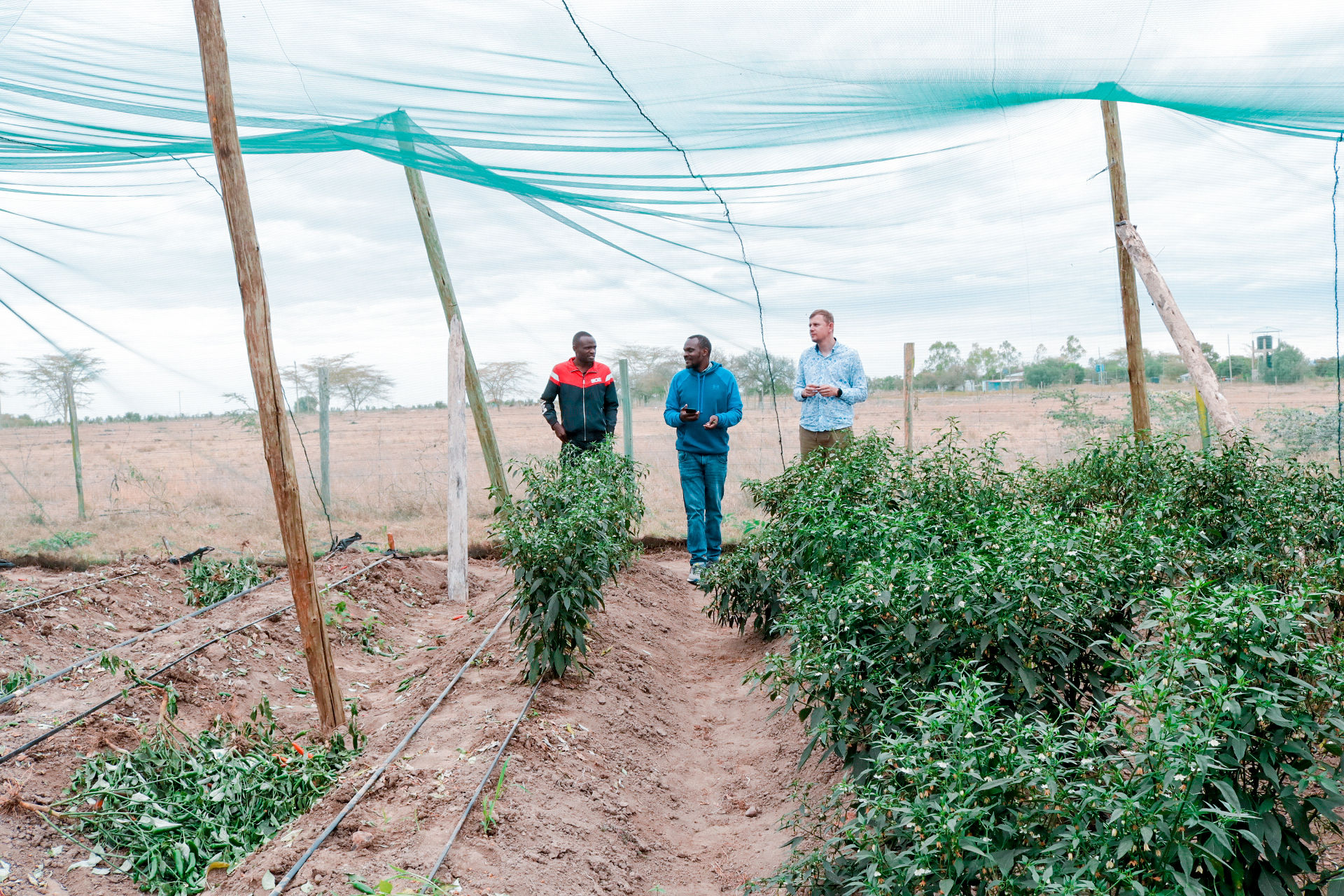 Innovation Champions: Petiole APP presents a fresh approach to Kenya’s long-standing False Codling Moth challenge