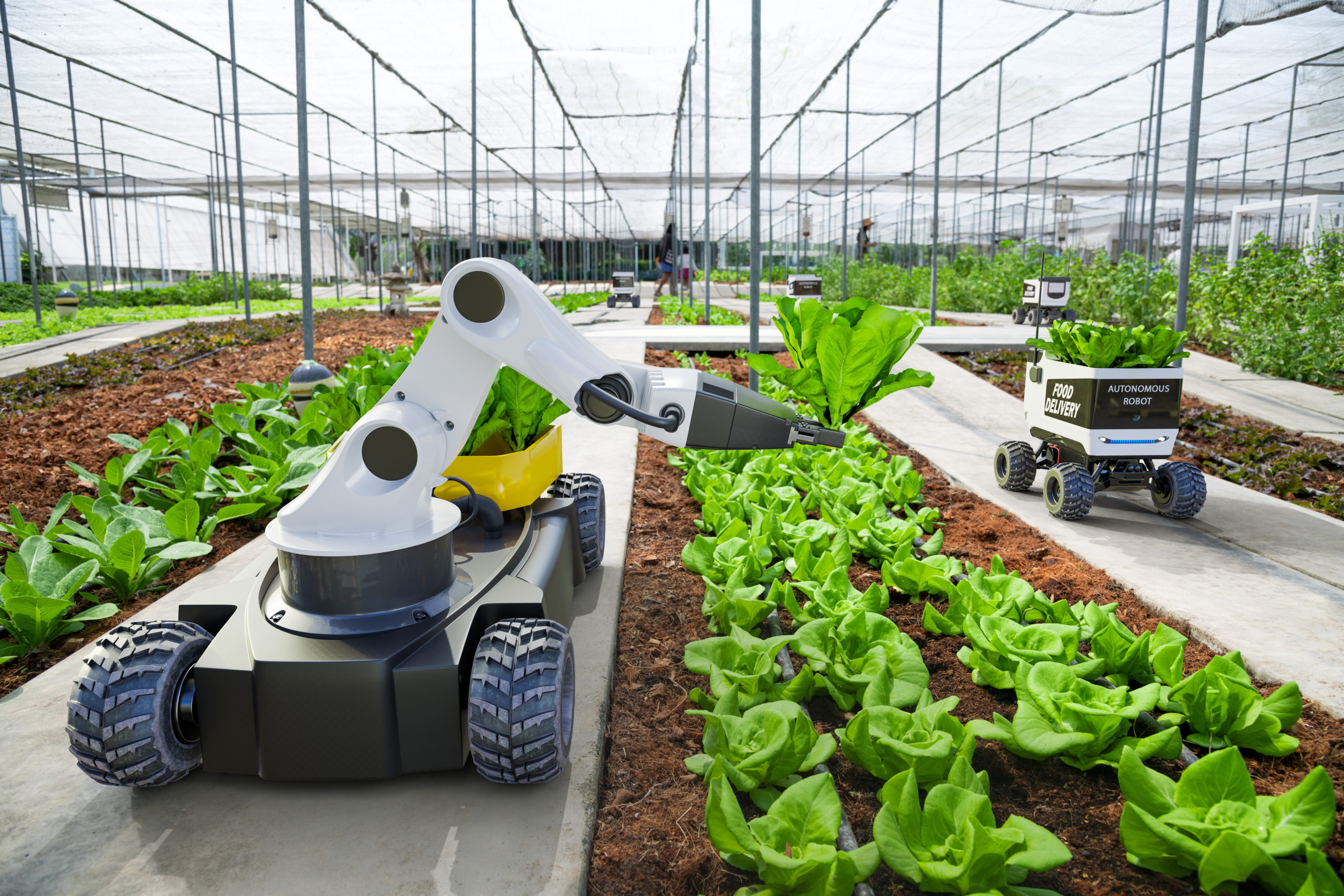 Robot harvesting crops in greenhouse