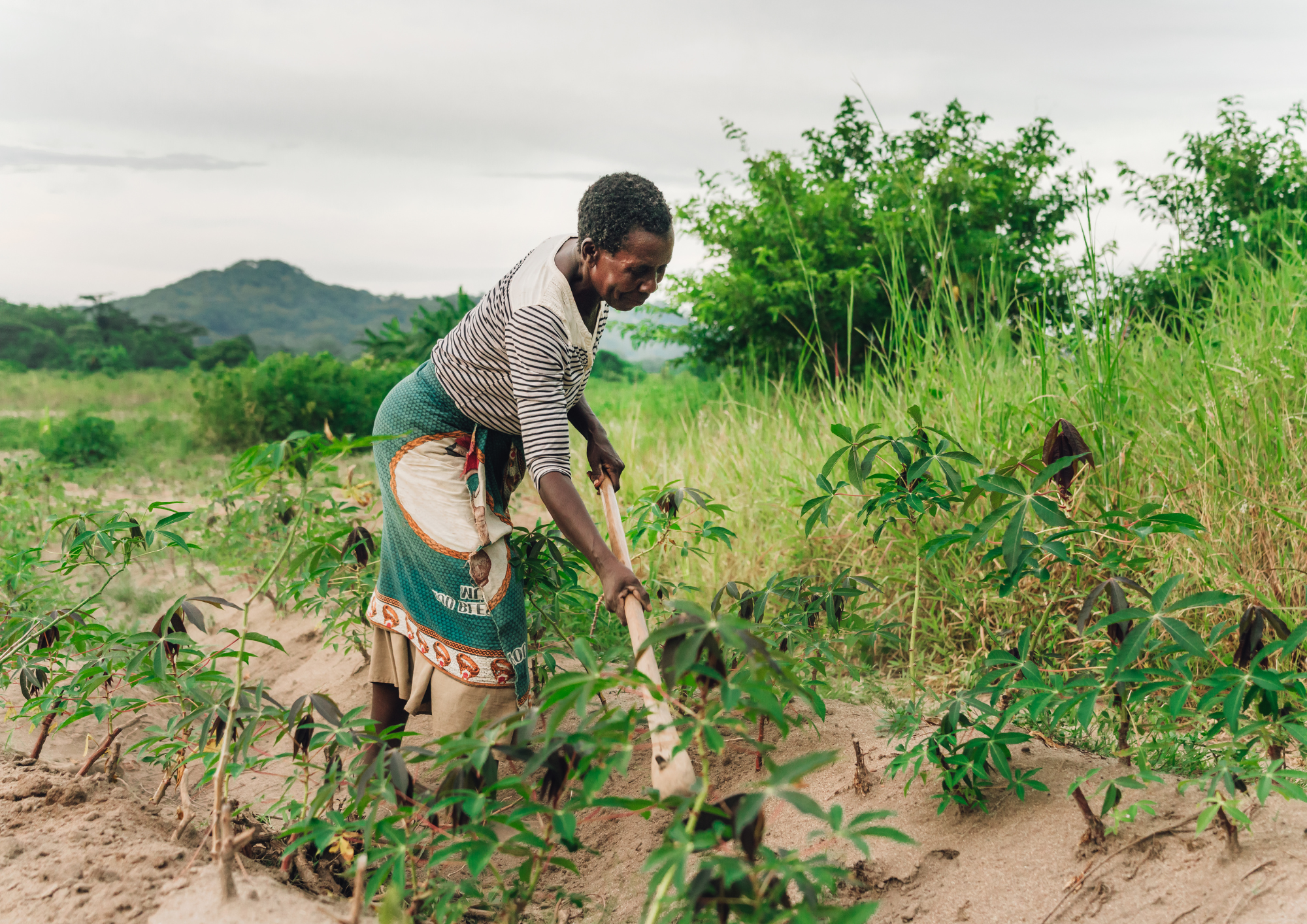 Farm worker in Kenya