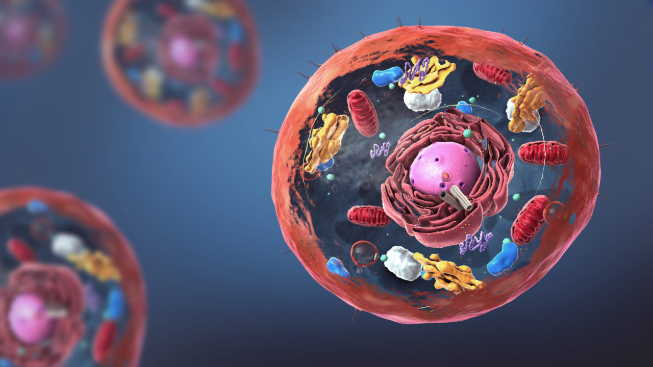 Intracellular drug delivery