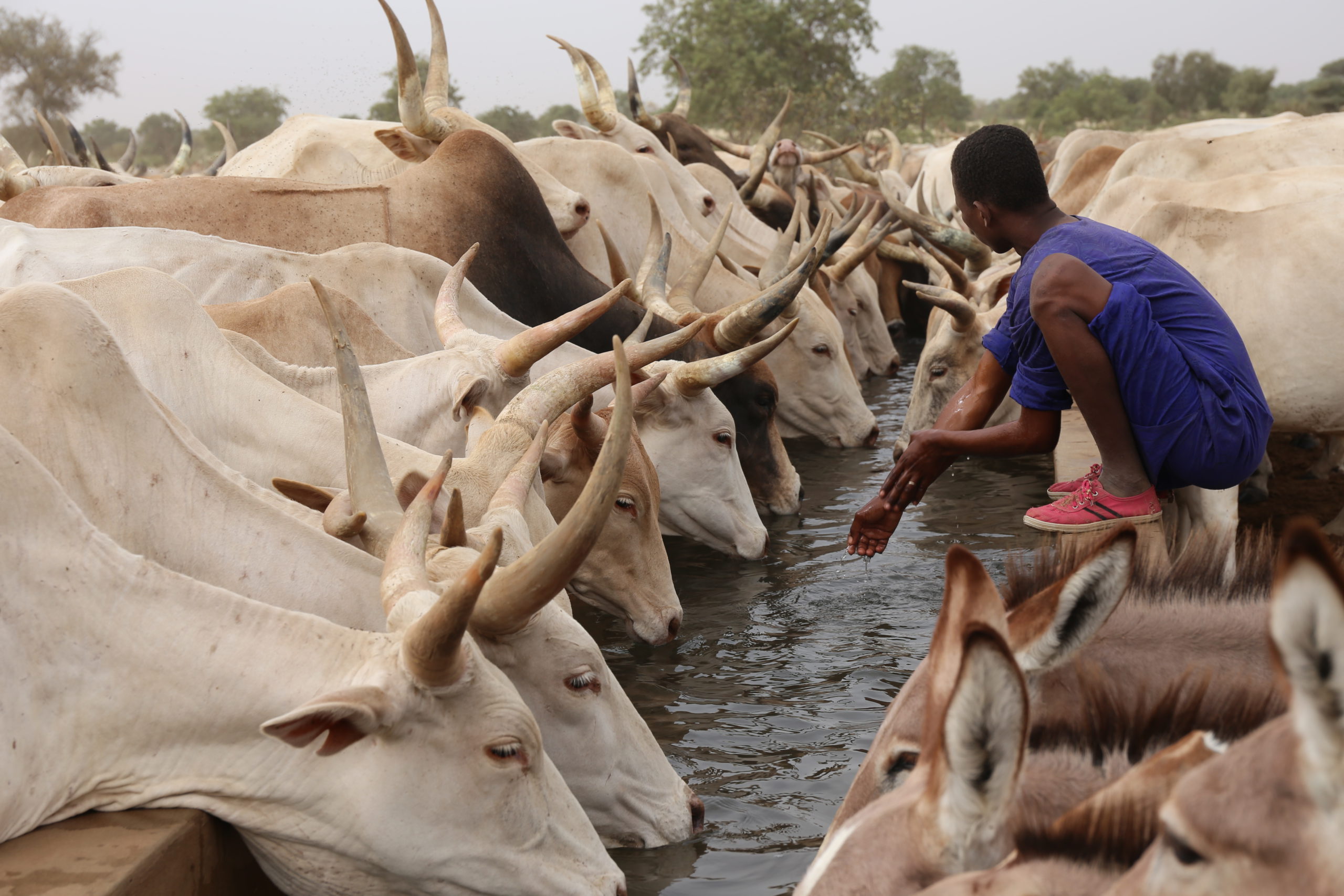 Focusing on livestock for sustainable African AgriFood systems