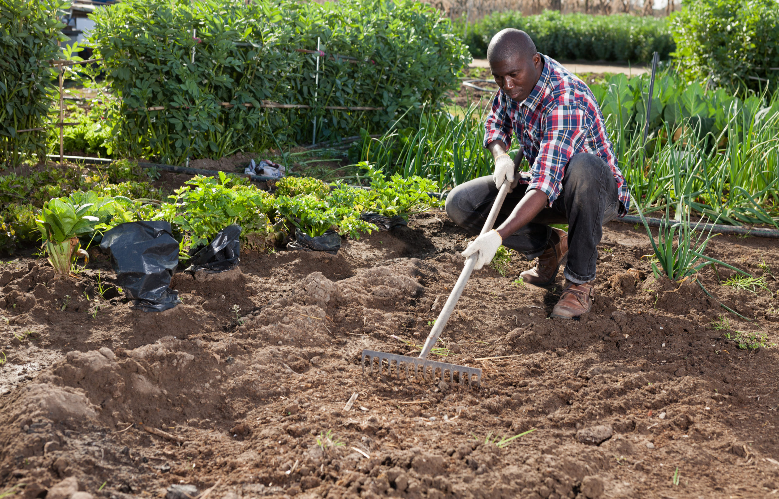 Improving food security in Africa via innovations in soil health and crop nutrition 