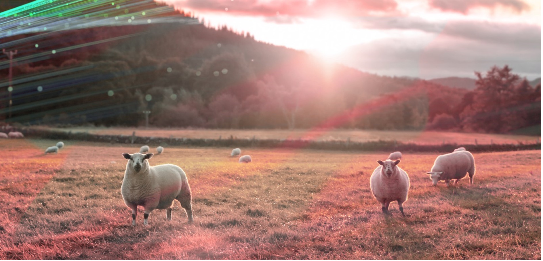 Wool Innovation Showcase – A Smart Technical Fibre