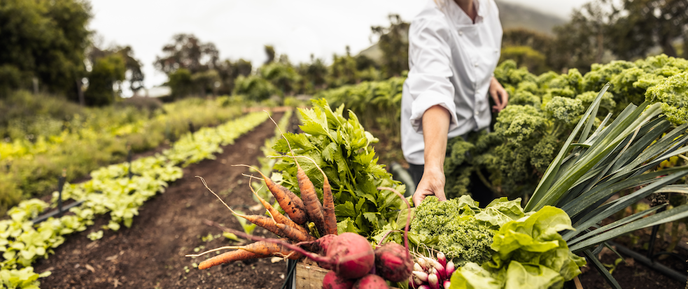 Transforming Food Production Challenge sparks innovation for net zero food production