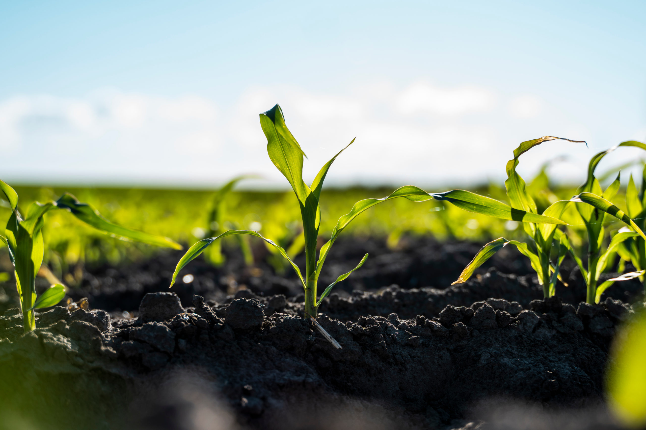 Improving food security by reducing food loss and waste