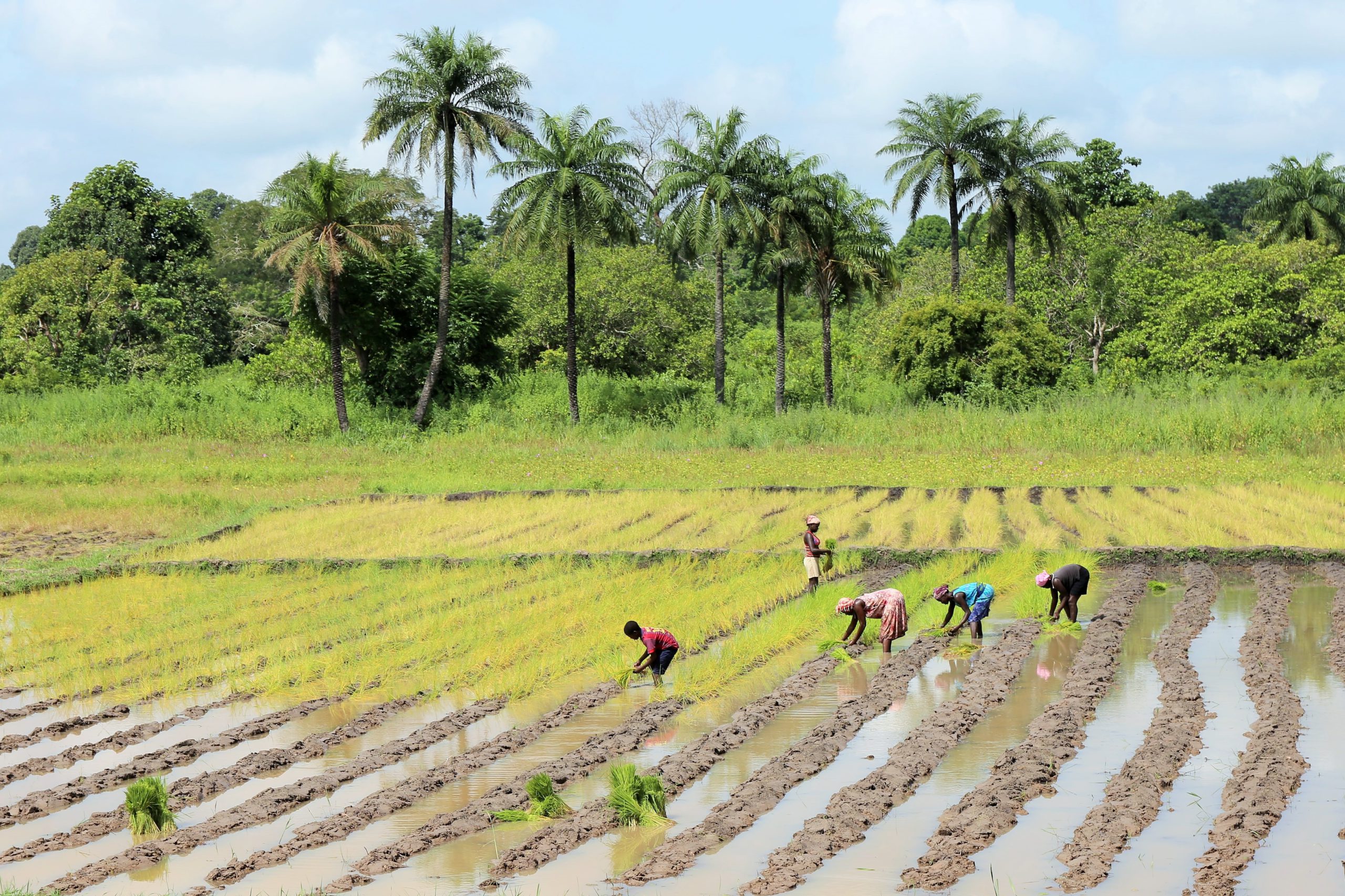 International Women’s Day: What impact has AgriFood Africa Connect had on women?