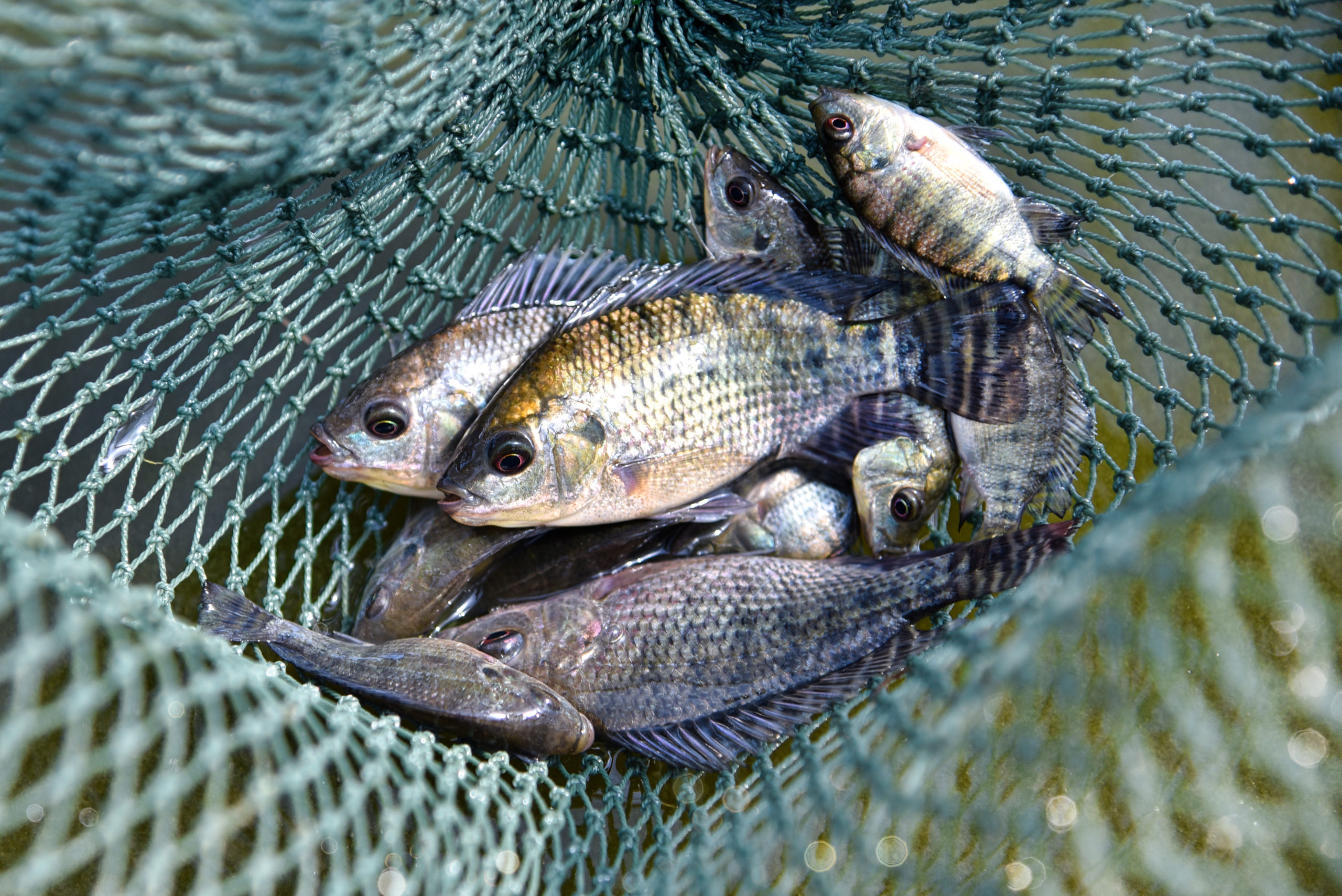 Supporting the development of a sustainable and resilient aquaculture sector in Africa