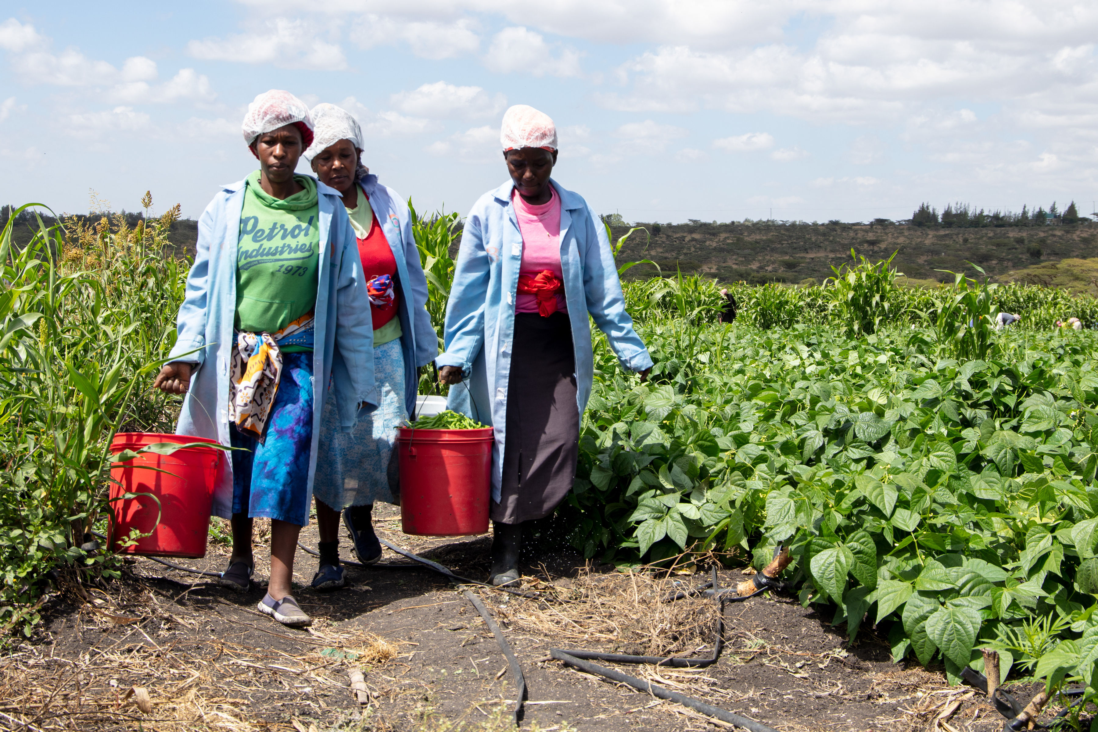 Innovation boosts rise of fresh Kenyan produce on European shelves