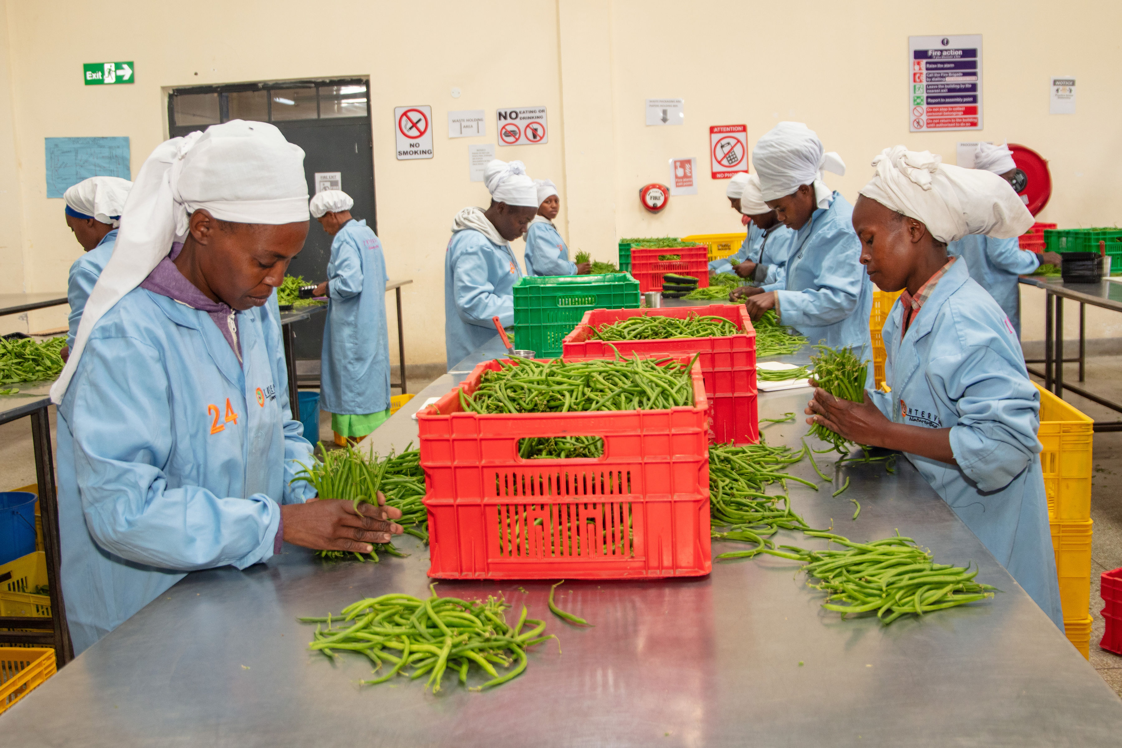 FPEAK employees packing fresh produce for transportation