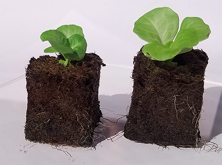 two blocks of soil with plants growing in each