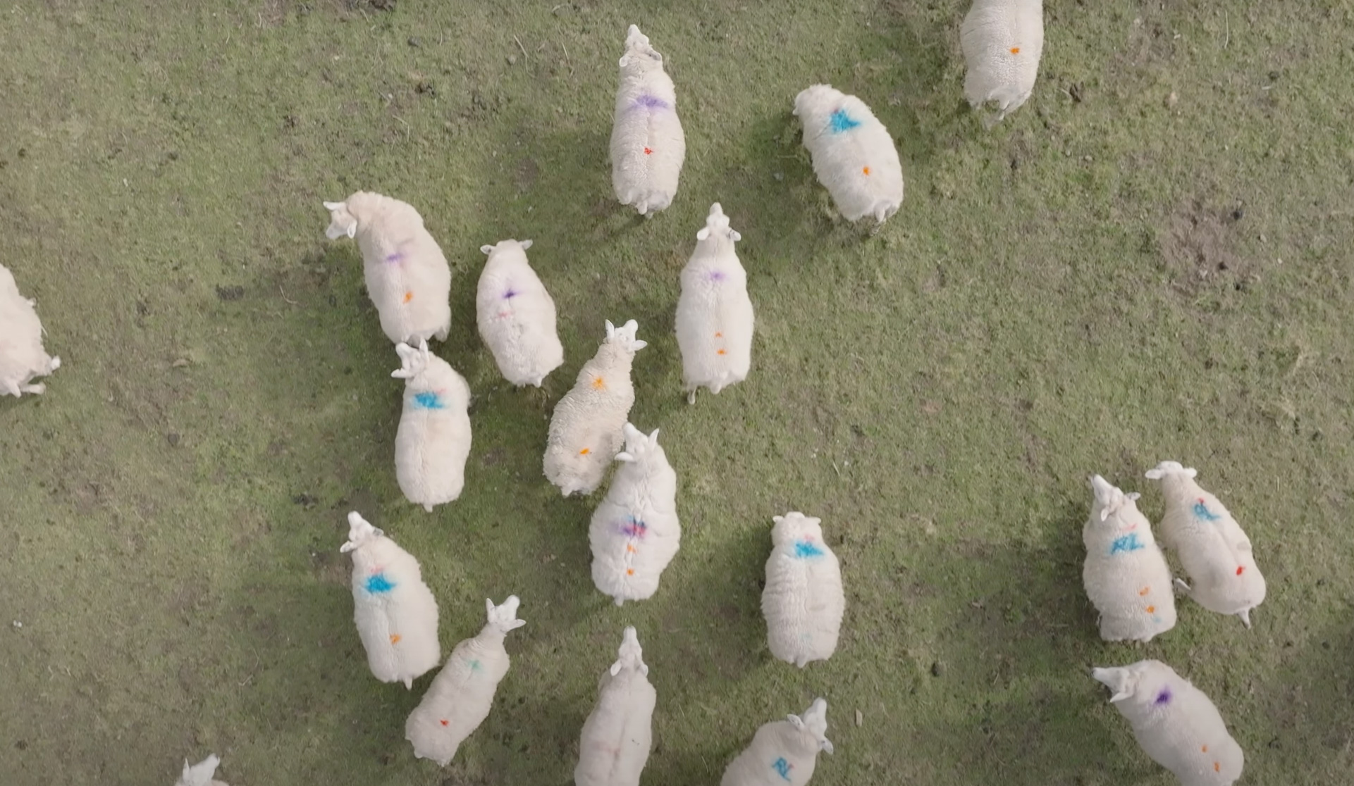 sheep_wool_reimagined
