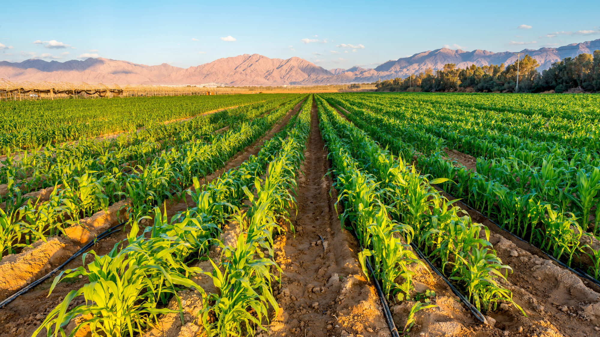Saudi Arabia Agri-Tech GBIP applicant briefing and global insights webinar