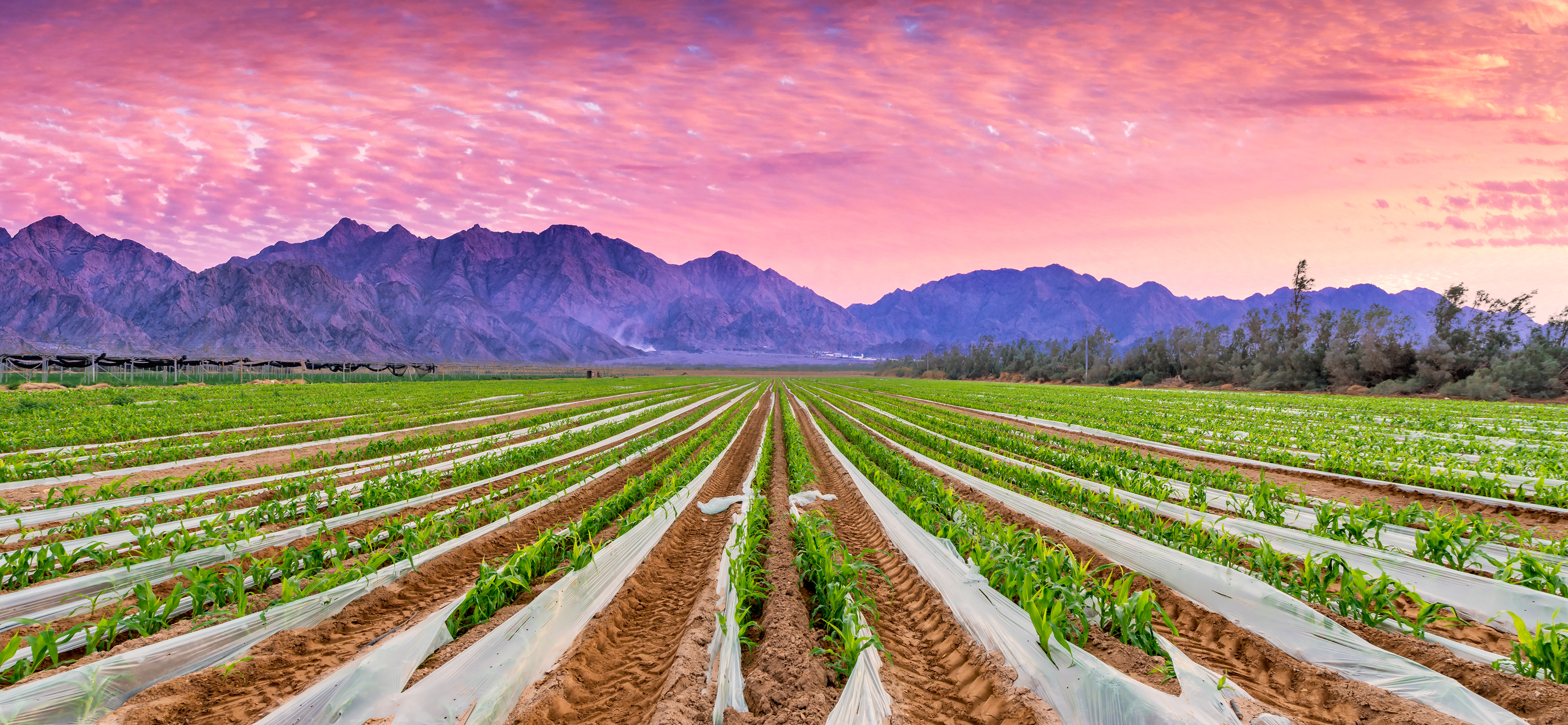 Saudi Arabia AgriFood Technologies Global Expert Mission Report
