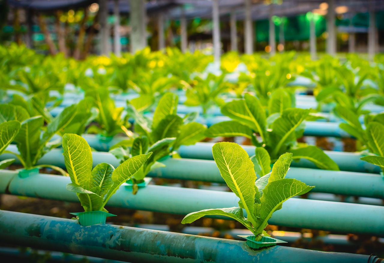 Climate proofing food production through aquaponics