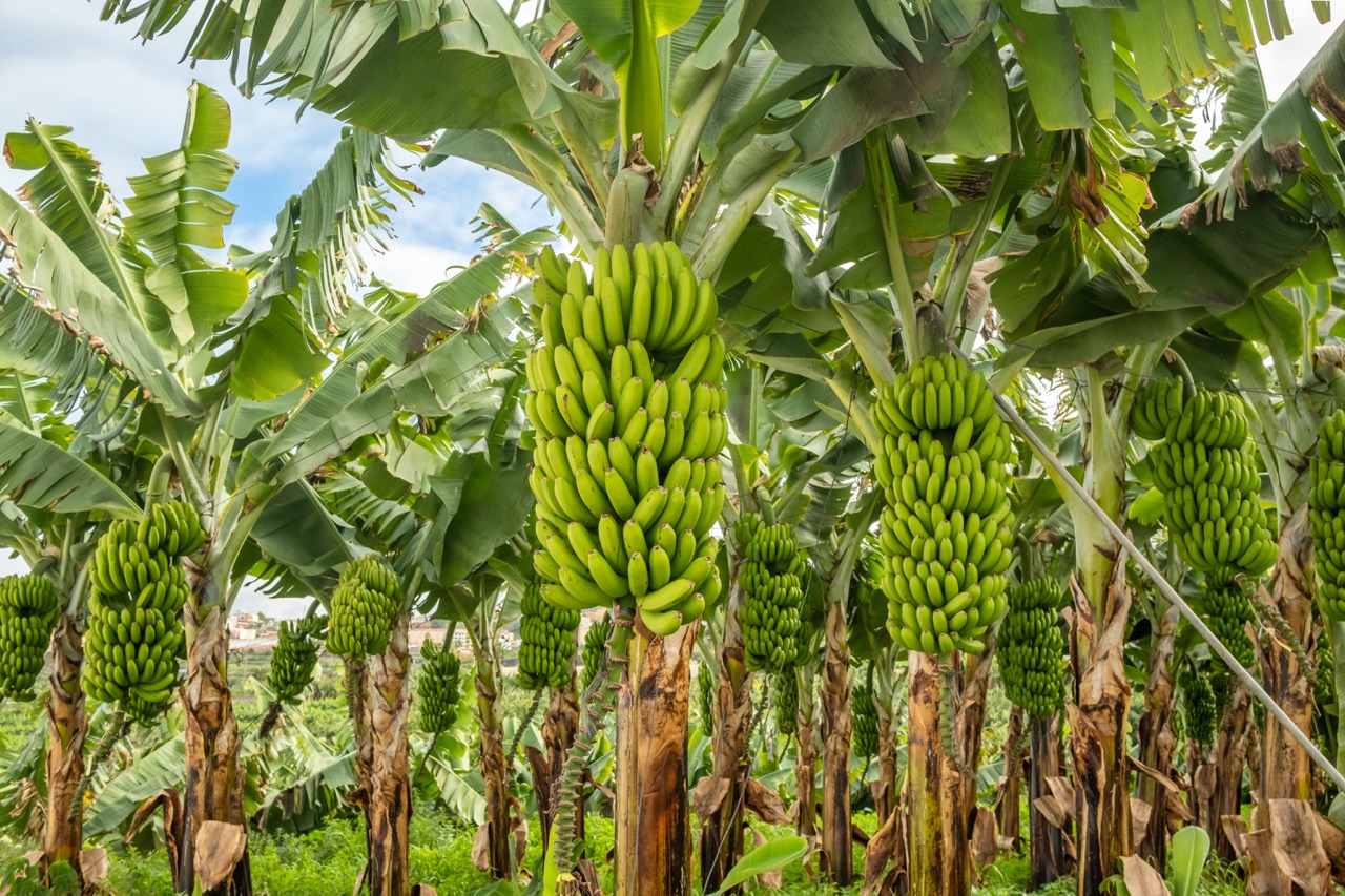 Banalytic, Early Warning System to combat Black Sigatoka in banana plantations  