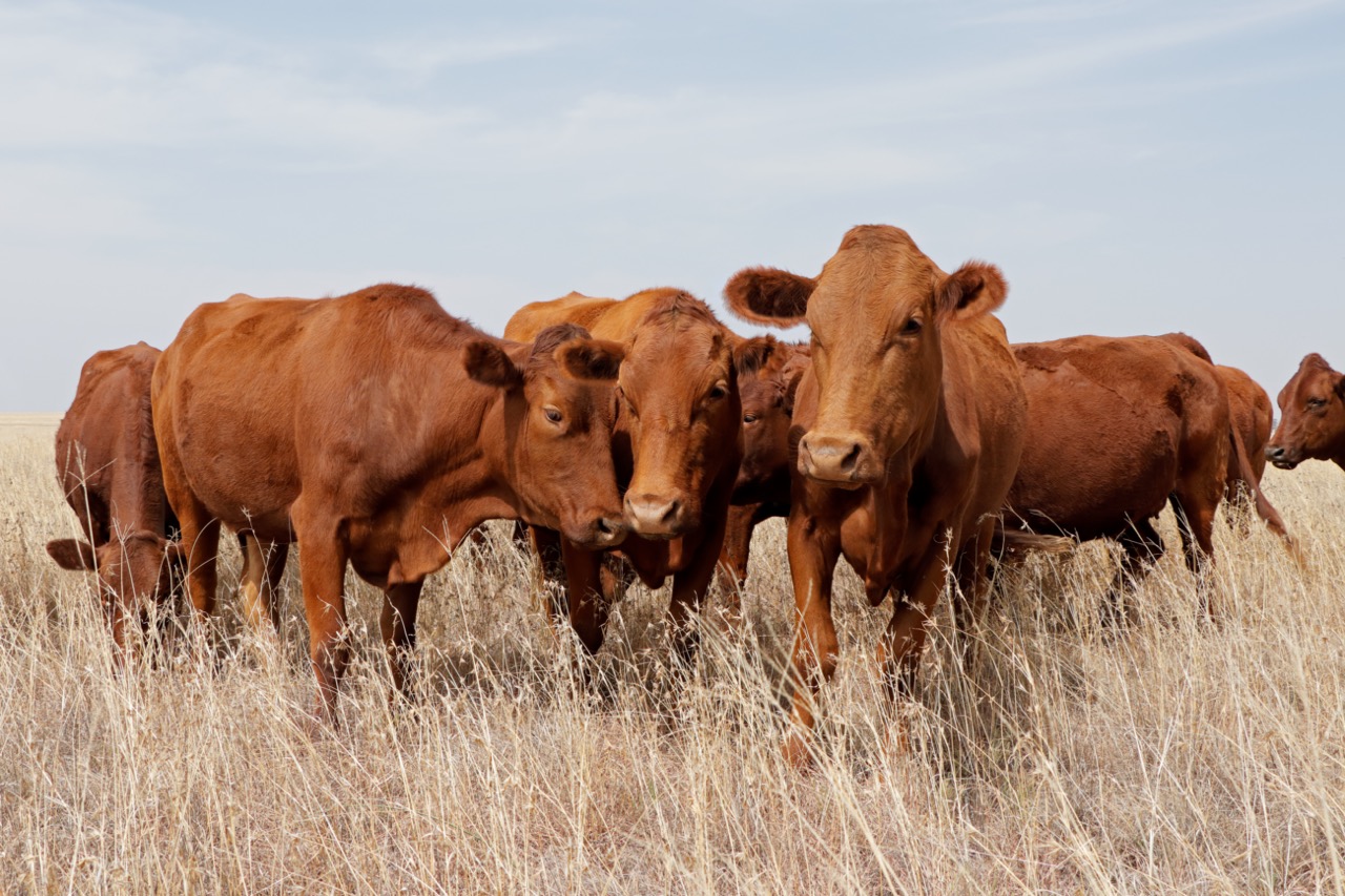 Harnessing data integration for precision health in climate-smart cattle systems
