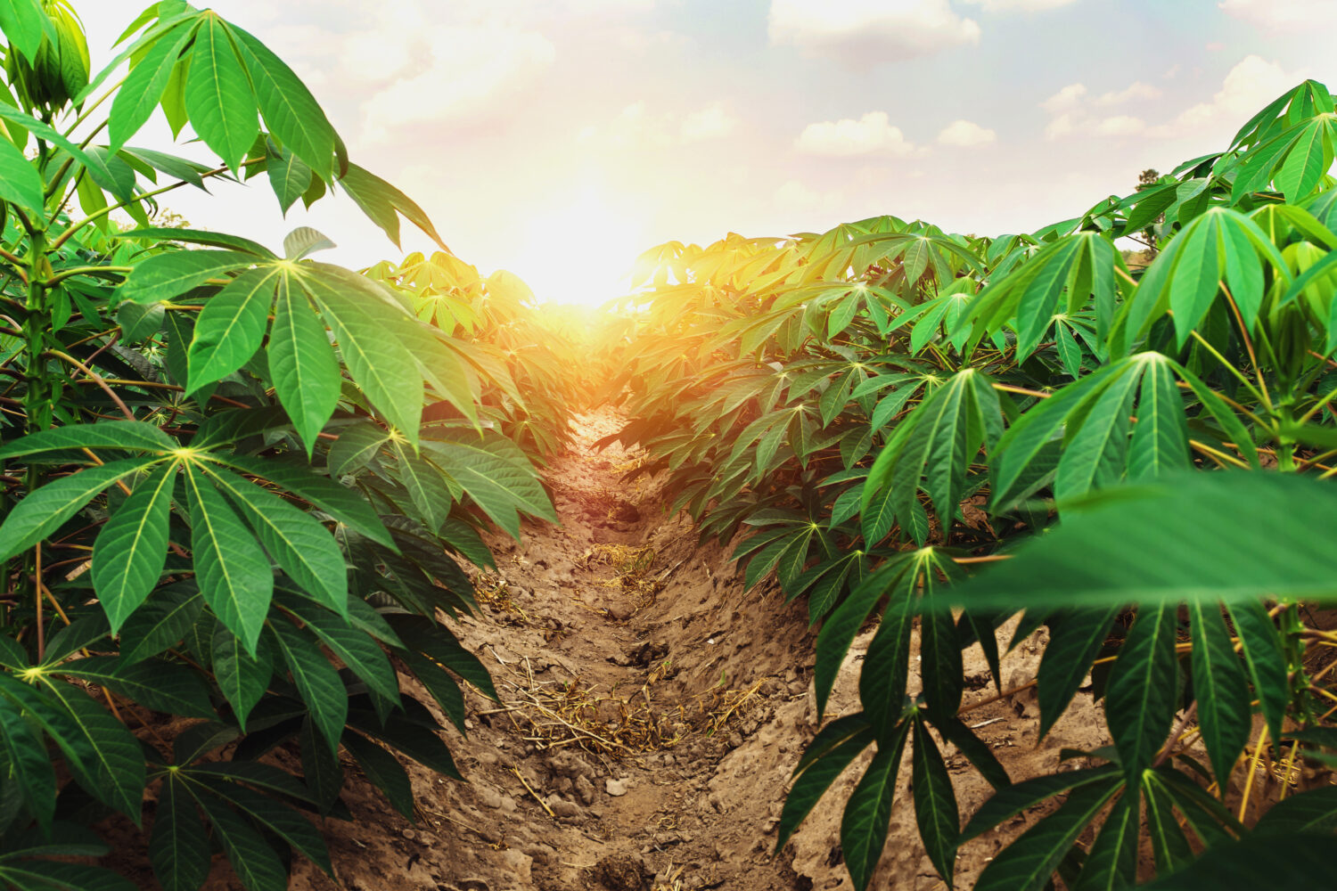 UK-Brazil-Ghana Partnership for cassava disease prevention