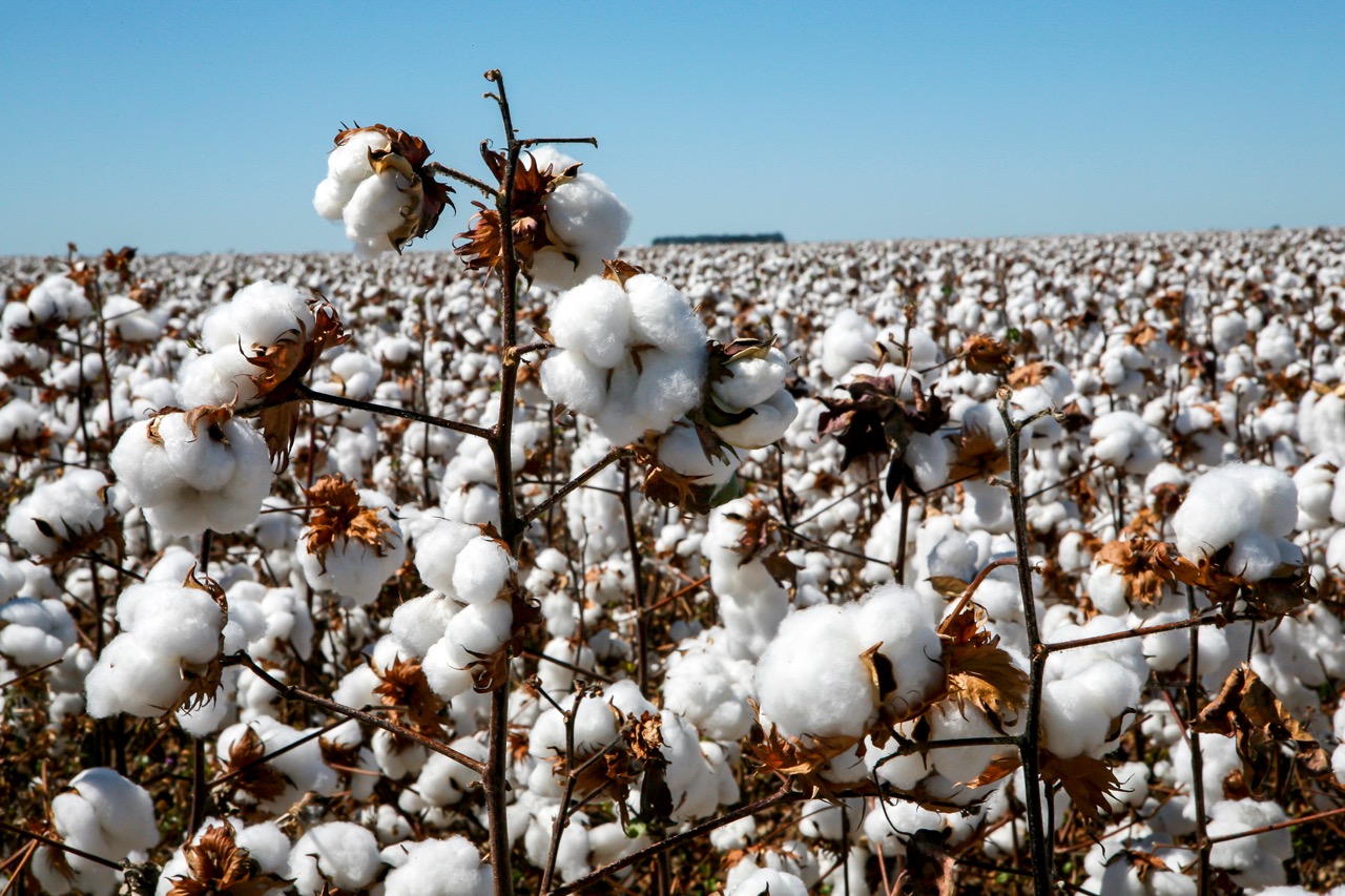 CottonCycle: Transforming Brazilian cotton by-products into climate-smart aquafeeds for tilapia farming in Nigeria