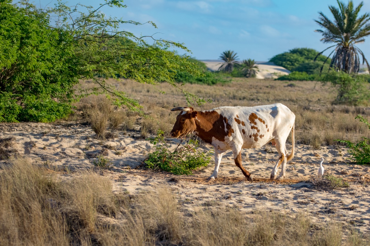 Building a new tri-continental collaboration to accelerate the development of a climate-smart technology to address heat stress in tropical livestock