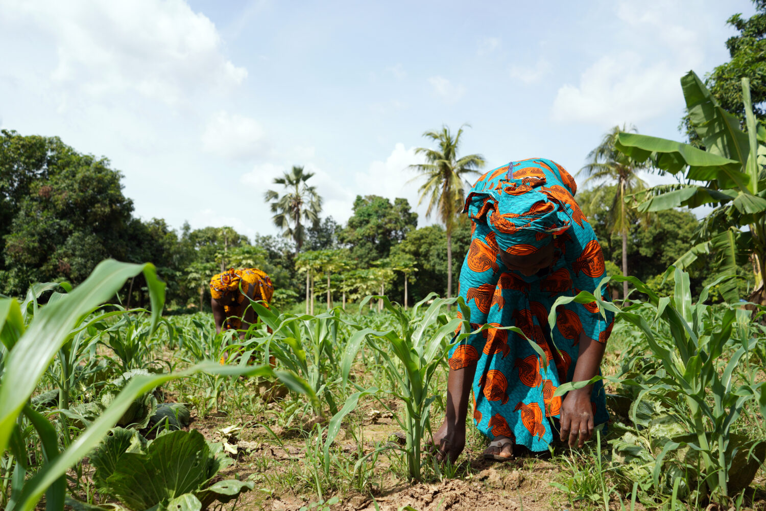 HunT SOIL: Harvest Sun Twice by Solar pOwered Irrigated Land