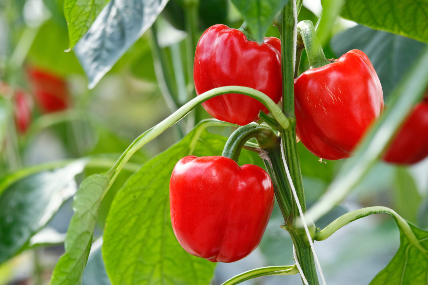 Improving biocontrol efficacy with natural products for western flower thrips control 
