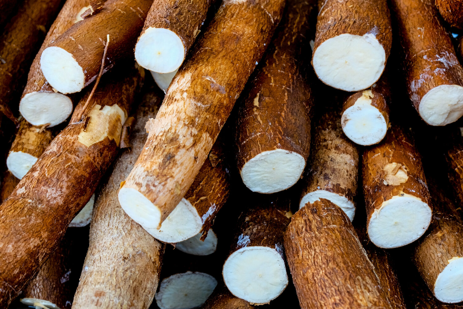 Improving cassava yields and soil health with microbial stimulants 
