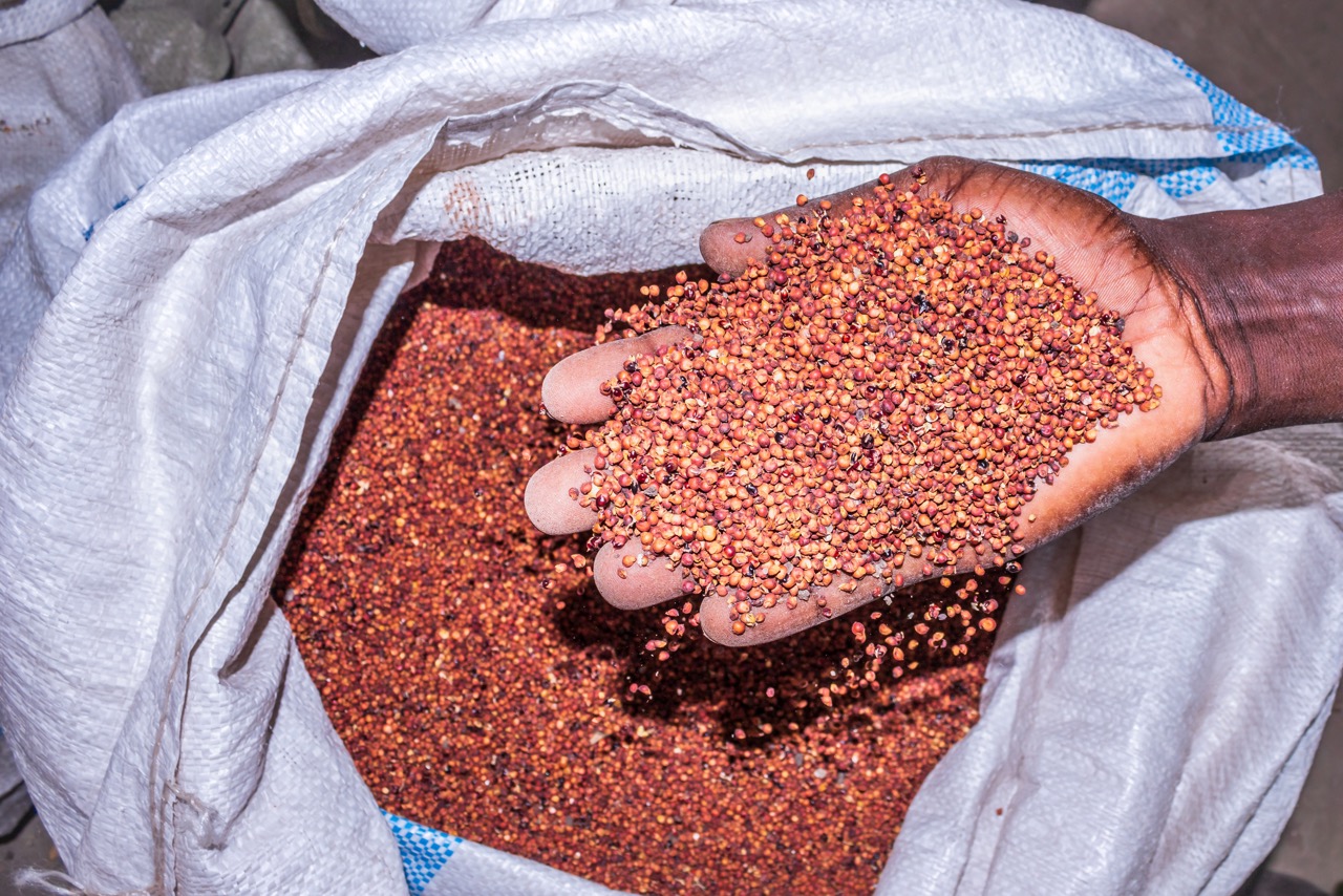 SeedSure: Enhancing seed storage reliability and germination assurance through smart technologies