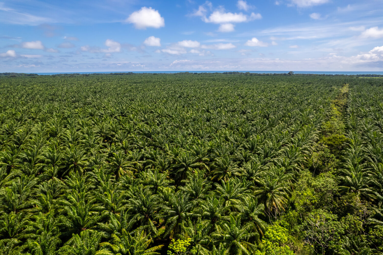 Smart monitoring for red & black palm weevils management in Ghanaian plantations 