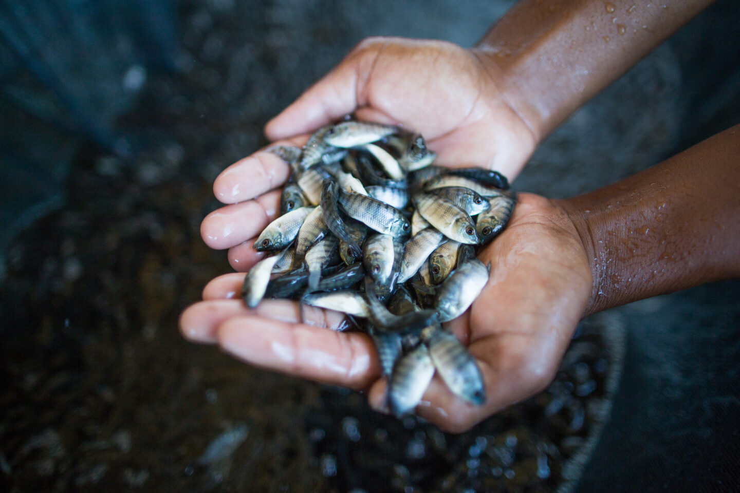 SmartHatch - Next-gen modular fish hatchery innovation