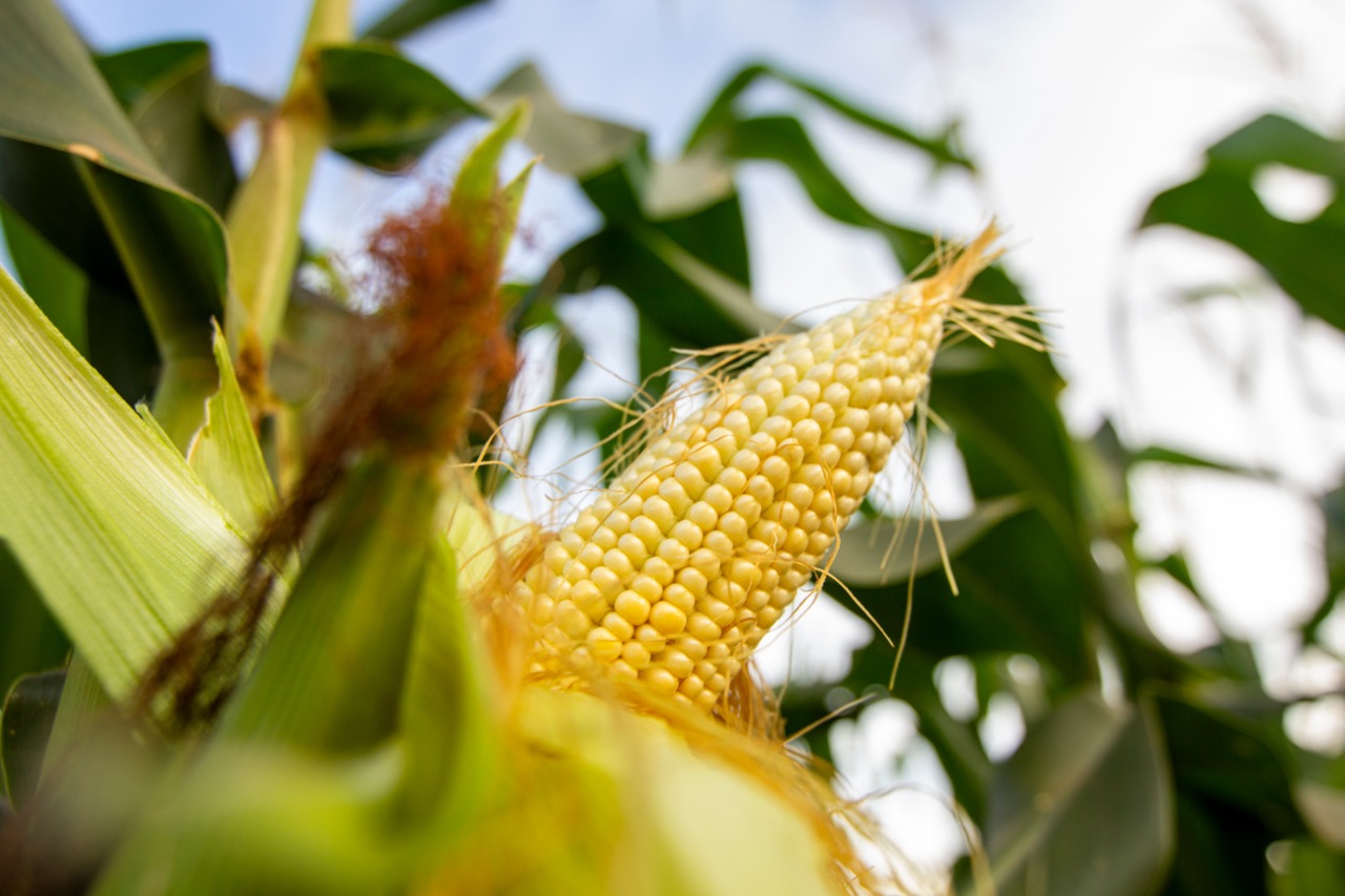 SmartPest-Ghana: Exploring LLM-driven mobile solutions for climate-smart pest management in maize farming 